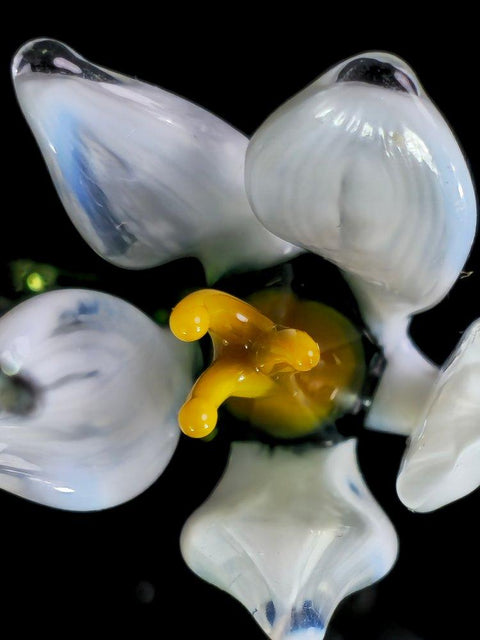 a close up of a flower with a black background