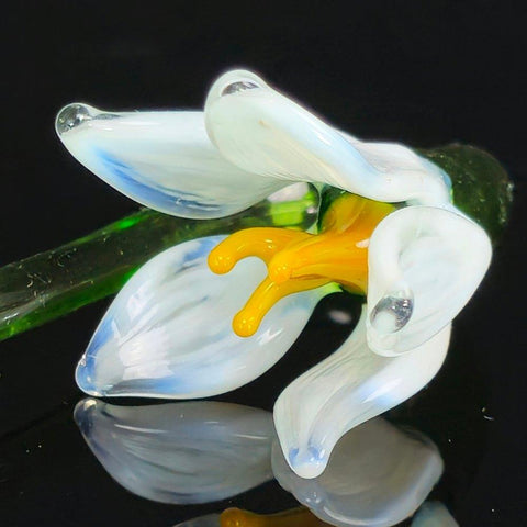 a close up of a flower on a black surface